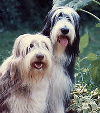 betsy, tansy,sunflower