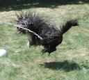 Chloe catching water from hose