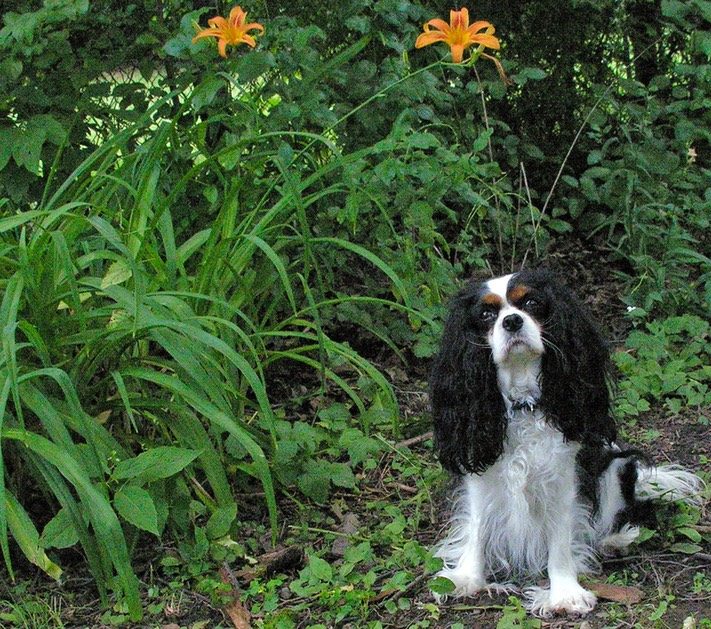 Lili and Lilies