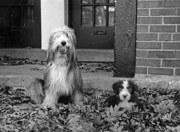 Gael and Megan (CH. Raggmopp Gaelin Image