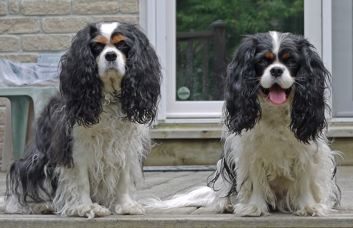 Lili (left) & Sadie