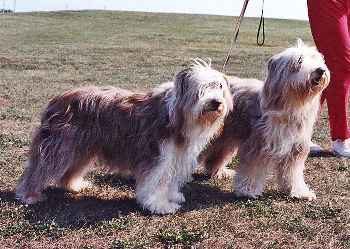 CH Raggmopp Keepsake & her daughter CH Raggmopp Leading Lady